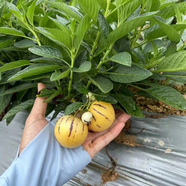 Ženšenio vaisių pepino meliono sėklos-Solanum Muricatum-LT