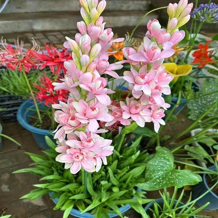 Dviguba tuberoza 🌸 - Didelis svogūninis žiedas-LT