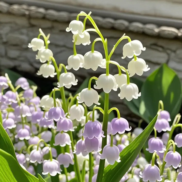 💐 PASLĖNIO LELIJA – ATĖJA LAIMĖ-LT