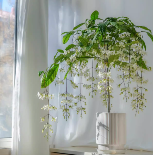 🌸Zimski viseči jasmin – sanjska sobna rastlina🌿❄️-SI
