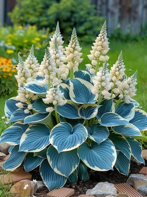 Hardy Beauty: Hosta cveti, odporni na senco in mraz-SI