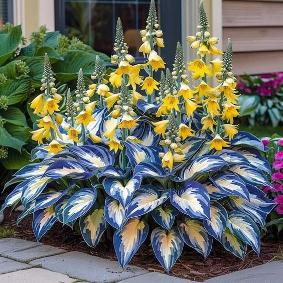 Hardy Beauty: Hosta cveti, odporni na senco in mraz-SI