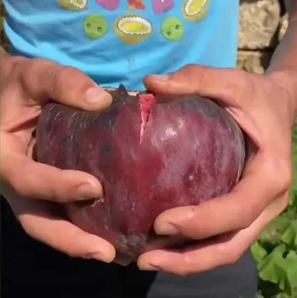 🍑Super milžiniškos figų sėklos – persikų saldumas kiekviename kąsnyje! 🌟-LT