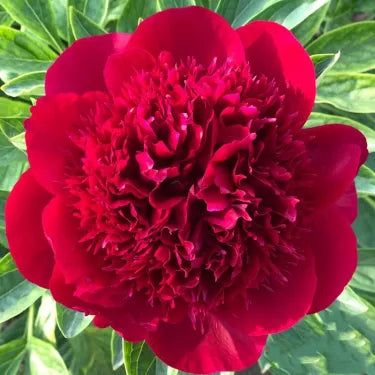 🌺Čudovita mešana semena potonik-SI
