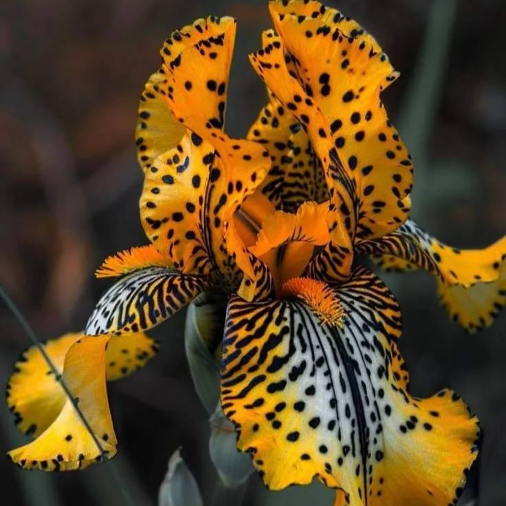 Amber Glow - redke čebulice perunik⚜️-SI