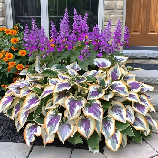 Hardy Beauty: Hosta cveti, odporni na senco in mraz-SI