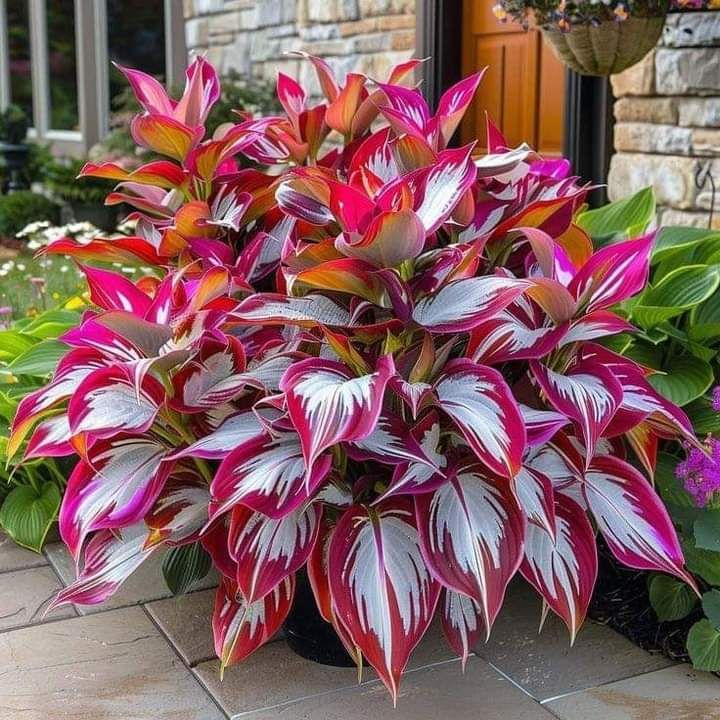Hardy Beauty: Hosta cveti, odporni na senco in mraz-SI