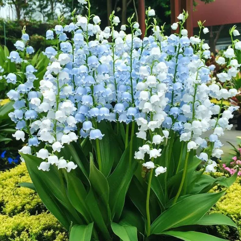 💐 PASLĖNIO LELIJA – ATĖJA LAIMĖ-LT