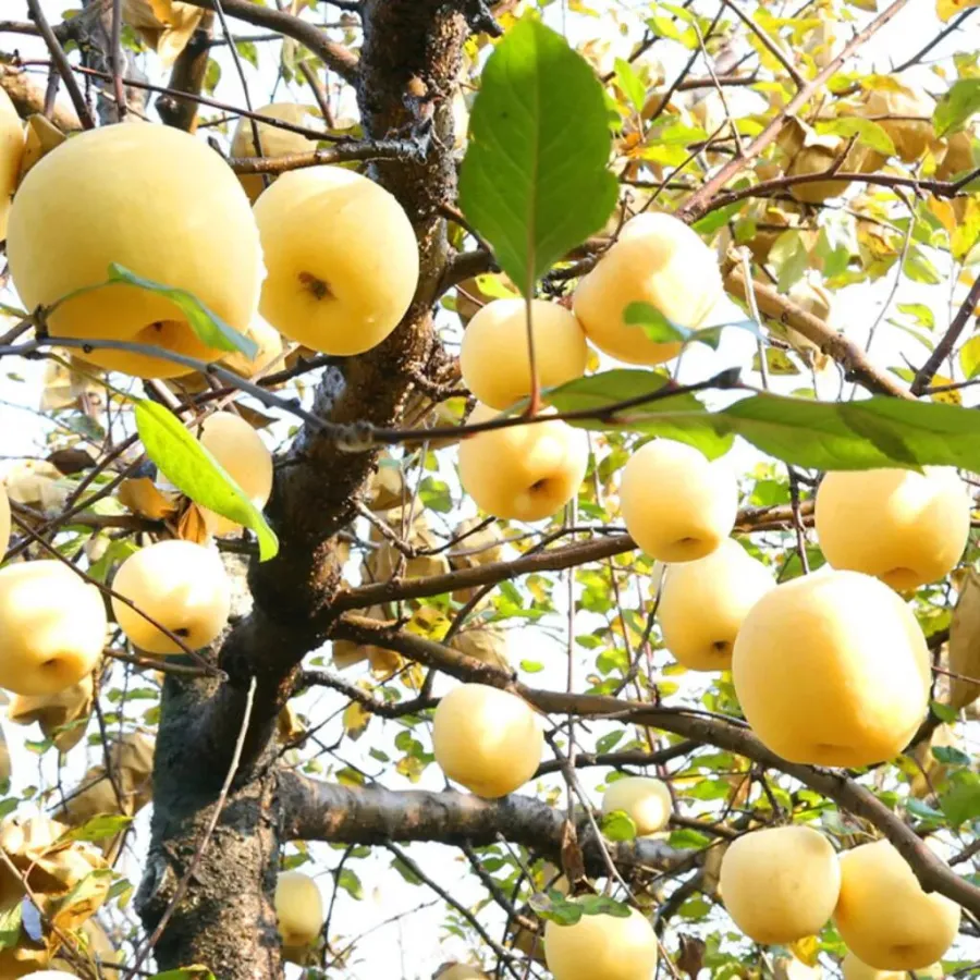 Σπόροι Χρυσής Μήλου, ποσοστό επιβίωσης 90%-GR