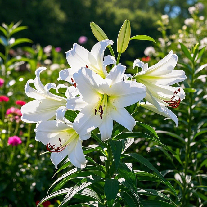 🌺Čebuljice lilij – sveže in sladke-SI