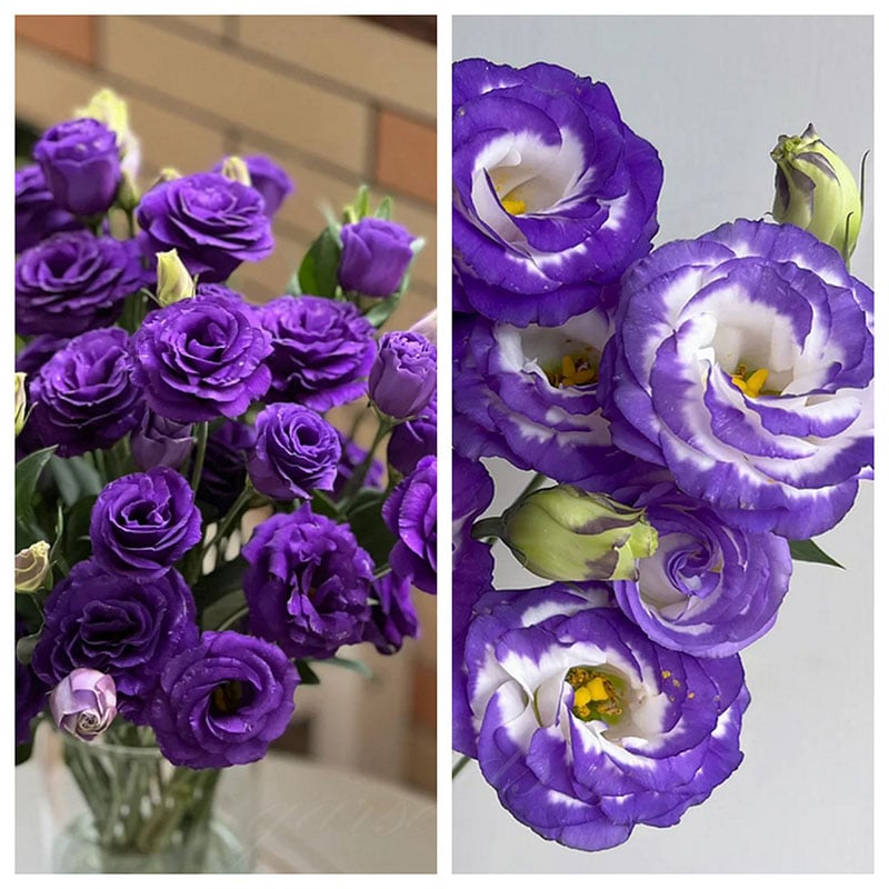 🔥Τελευταία μέρα πώλησης💝Eustoma Thornless Rose💐Σπόροι Lisianthus-GR