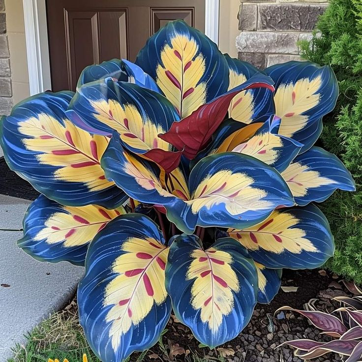 🌿 Barvita semena hoste – kralj sence na vrtu! 🌿-SI