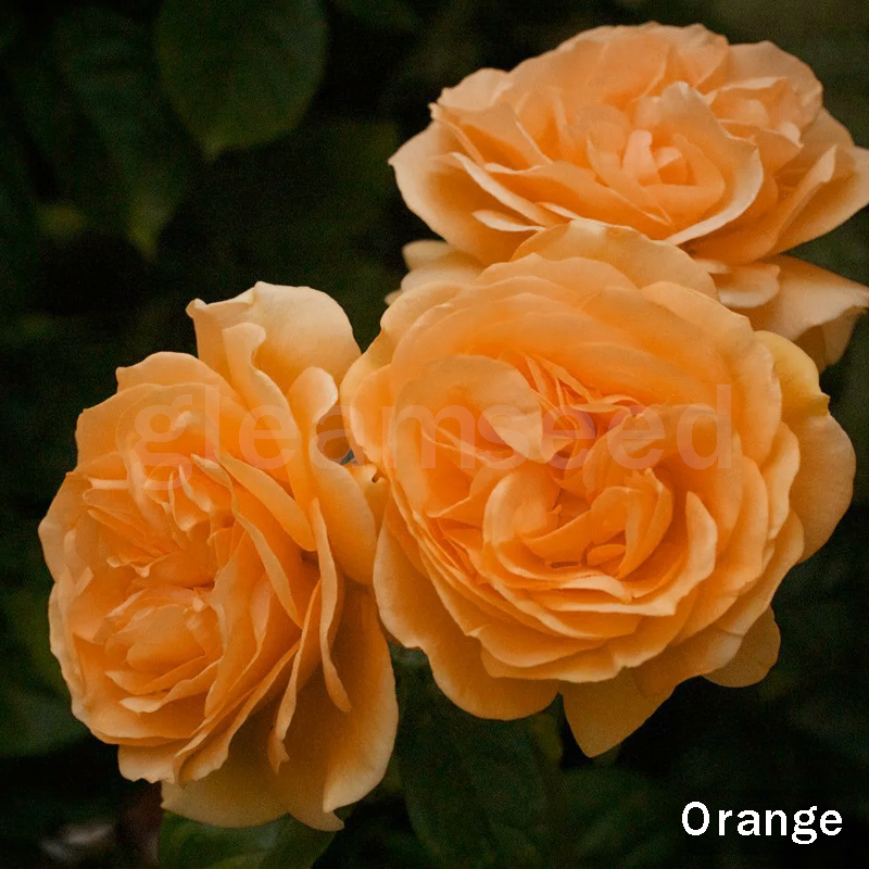 ✨Kamelijų sėklos – 8 romantiškos spalvos, žiemos žydėjimo grožis-LT