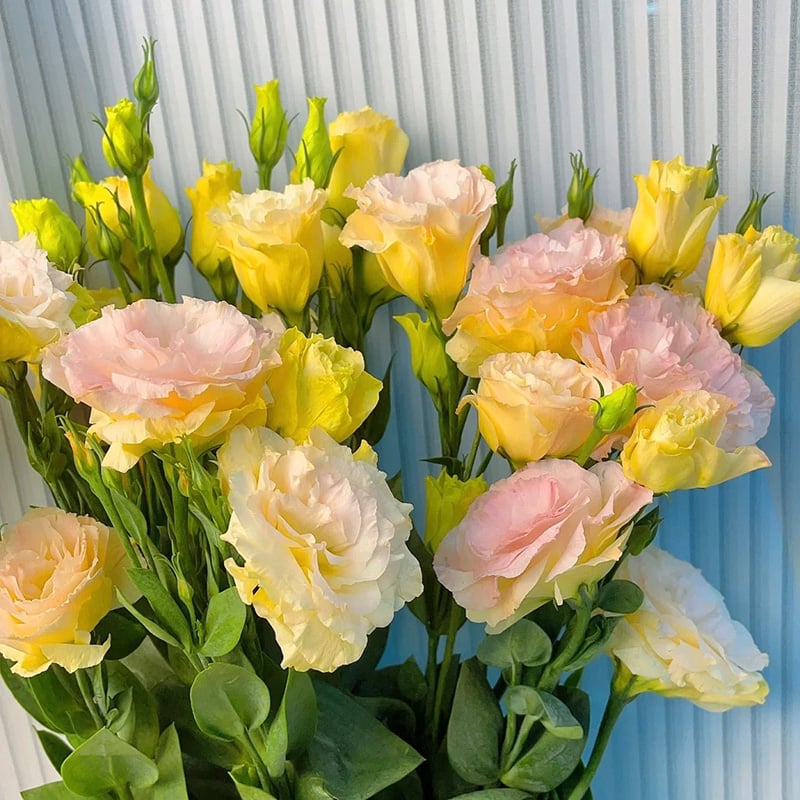 🔥Τελευταία μέρα πώλησης💝Eustoma Thornless Rose💐Σπόροι Lisianthus-GR