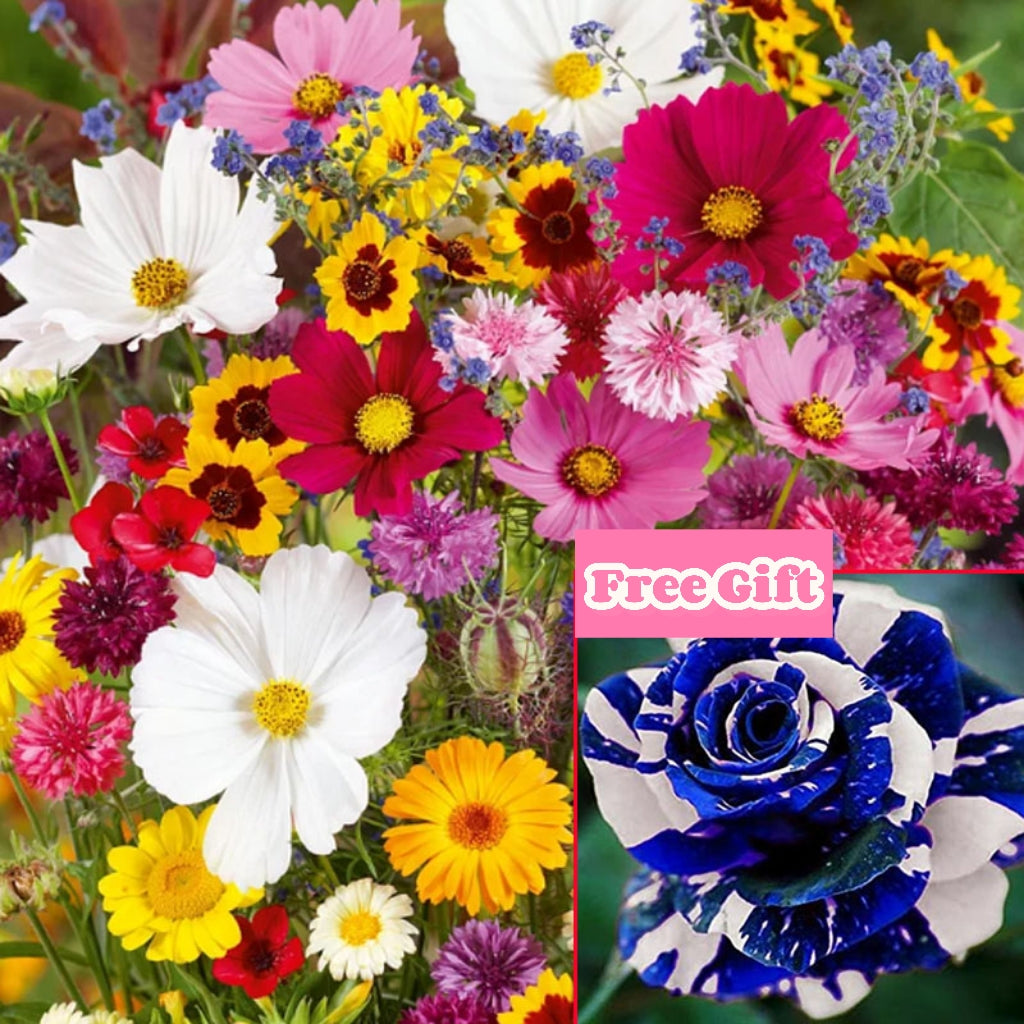 🔥Zadnji dan prodaje💐Mešana semena trajnic - več kot 60 mešanih sort-SI