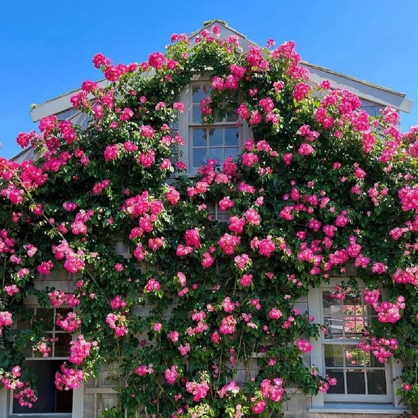 🌺 Laipiojančios rožių sėklos-LT