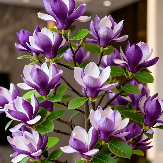 Βολβοί Magnolia liliiflora (μωβ ορχιδέες) 🌸 Τα λουλούδια κρύβουν τα φύλλα, το άρωμα γεμίζει τον αέρα-GR