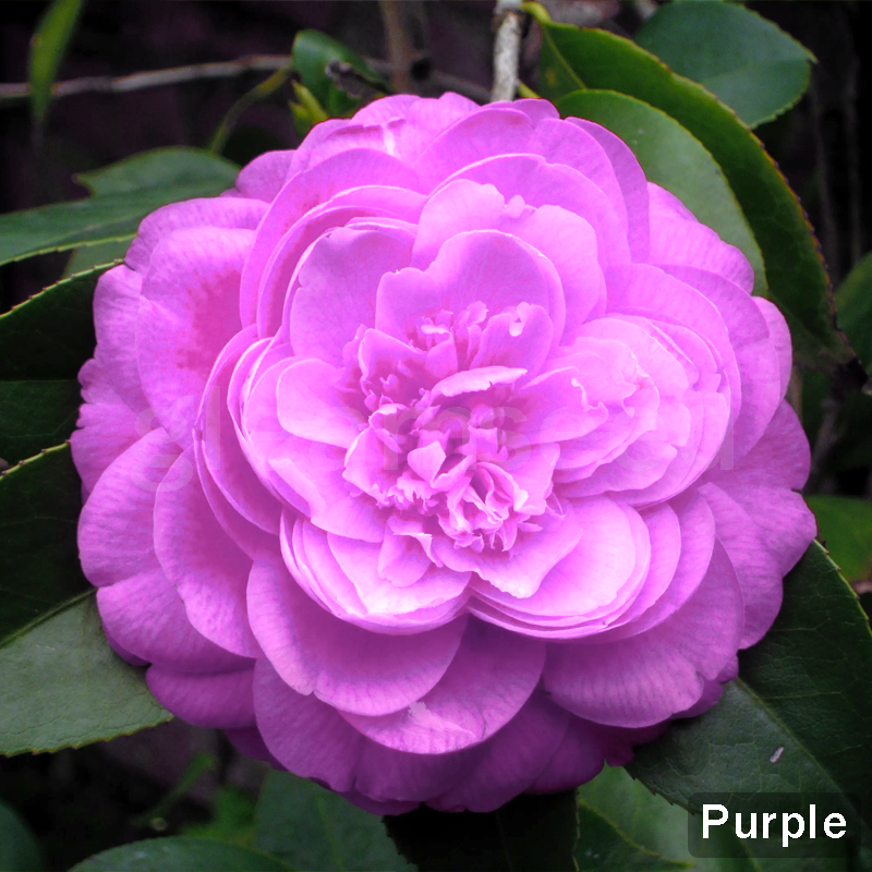 ✨Kamelijų sėklos – 8 romantiškos spalvos, žiemos žydėjimo grožis-LT