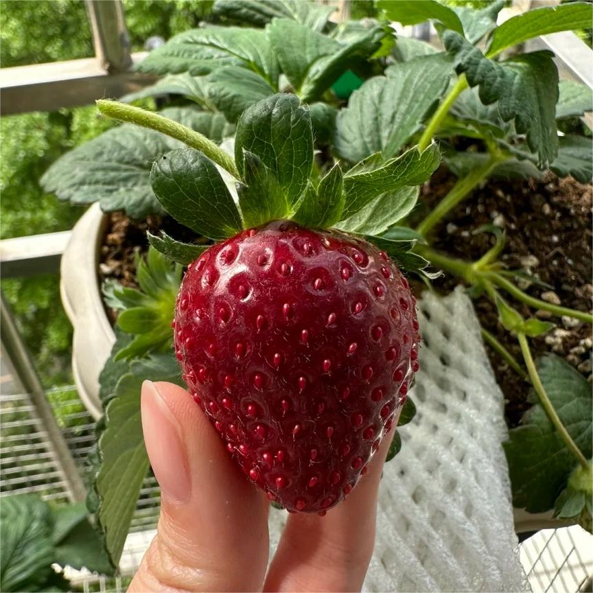 Juodųjų perlų braškių sėklos-LT