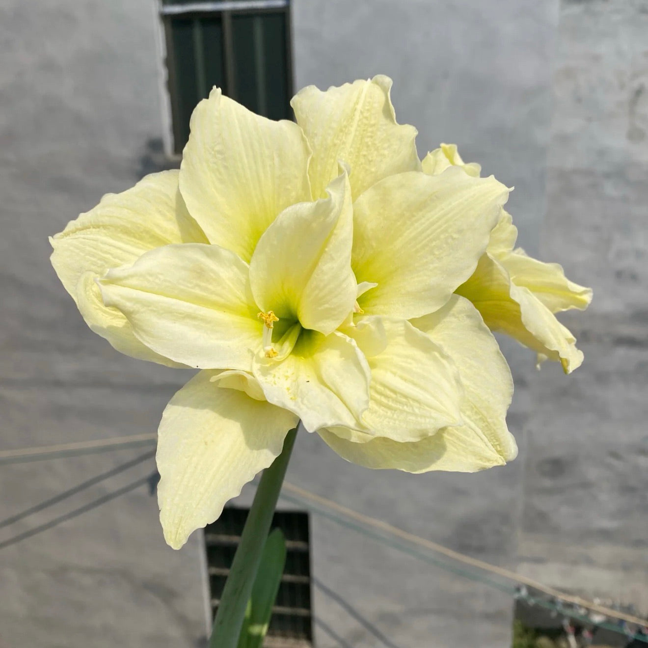 Čebulice amarilisa z dvojnimi cvetovi🌼-SI