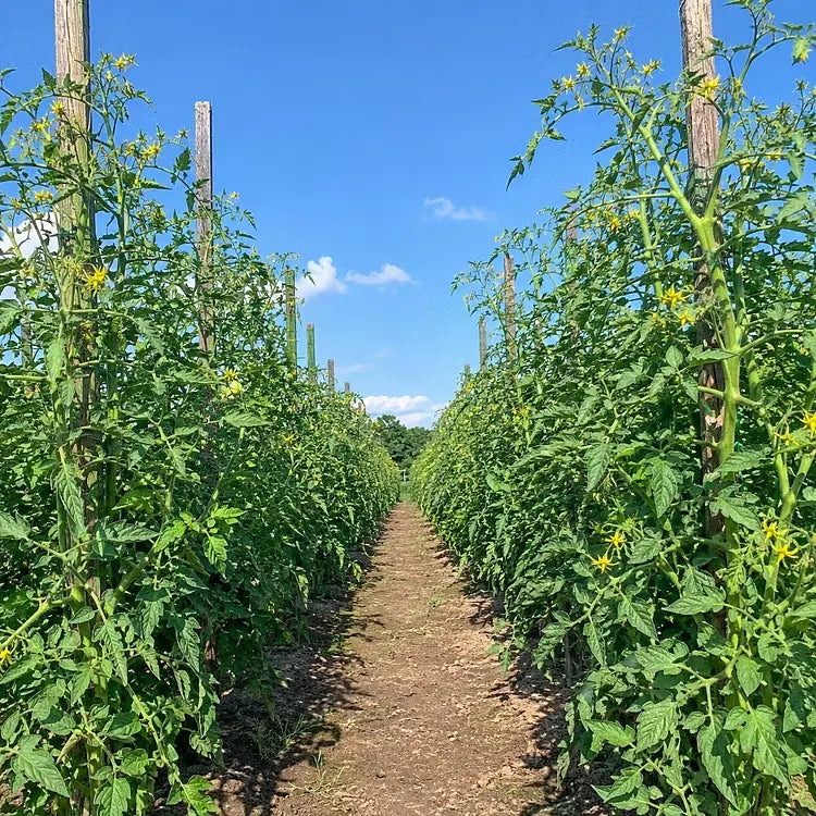🍅 Semena paradižnika Giant Vineman – Gojite velike, okusne paradižnike doma-SI