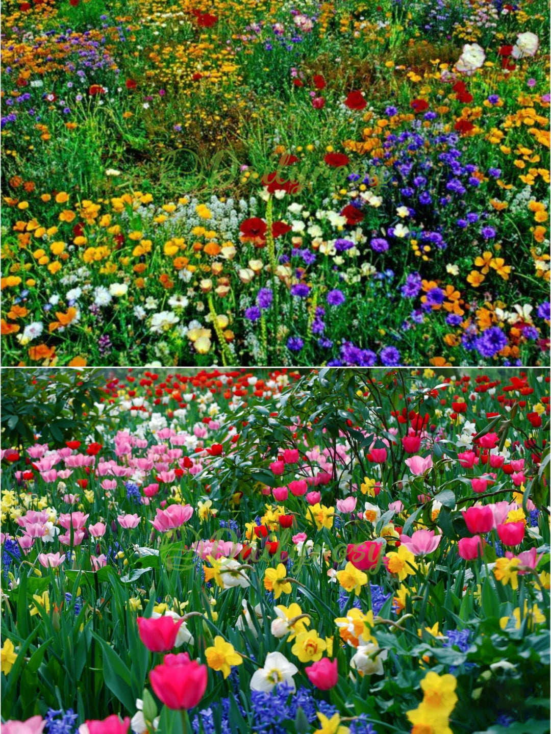 🔥Zadnji dan prodaje💐Mešana semena trajnic - več kot 60 mešanih sort-SI