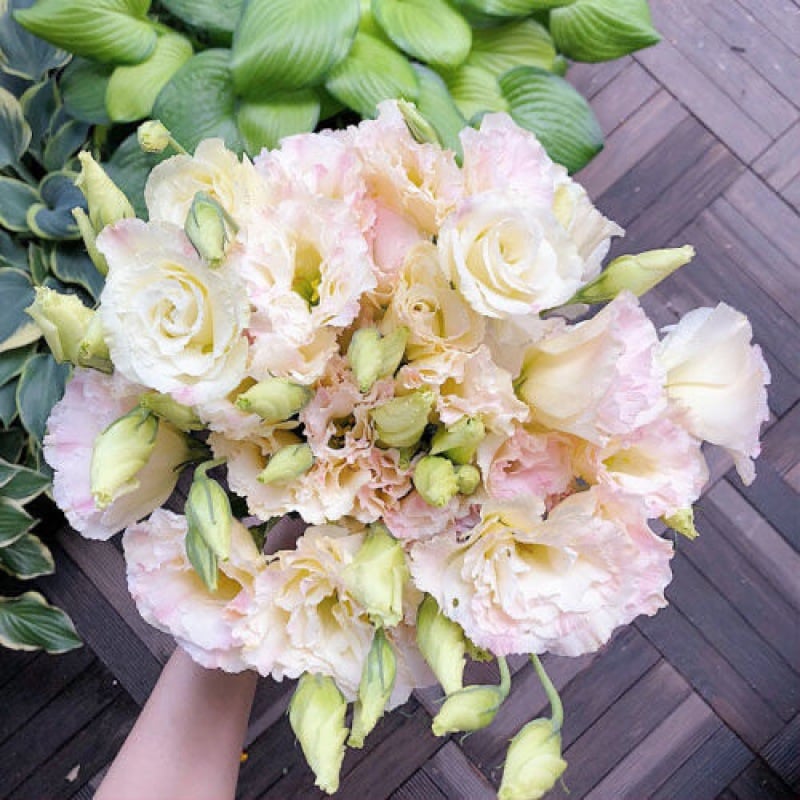 🔥Paskutinė išpardavimo diena💝Eustoma bespygliuočių rožė💐Lisianthus sėklos-LT
