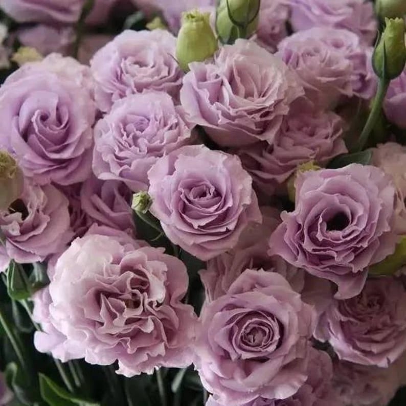 🔥Τελευταία μέρα πώλησης💝Eustoma Thornless Rose💐Σπόροι Lisianthus-GR
