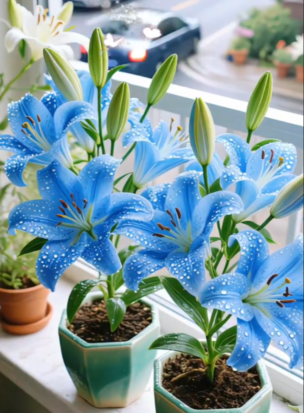 🌺Čebuljice parfumskih lilij – sveže in sladke-SI