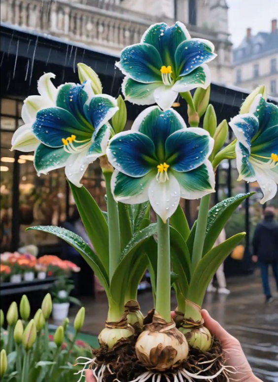 Kvapiųjų amarilių svogūnėliai su dvigubais žiedlapiais-LT