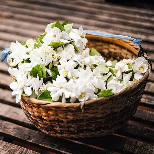 ΤΕΛΕΥΤΑΙΑ ΜΕΡΑ ΠΡΟΣΦΟΡΑΣ - 49% ΕΚΠΤΩΣΗ 🌸Όμορφο φυτό γιασεμιού σε γλάστρα (μπορεί να φυτευτεί και τον χειμώνα)🌸-GR
