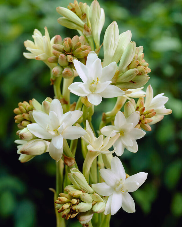 Dviguba tuberoza 🌸 - Didelis svogūninis žiedas-LT