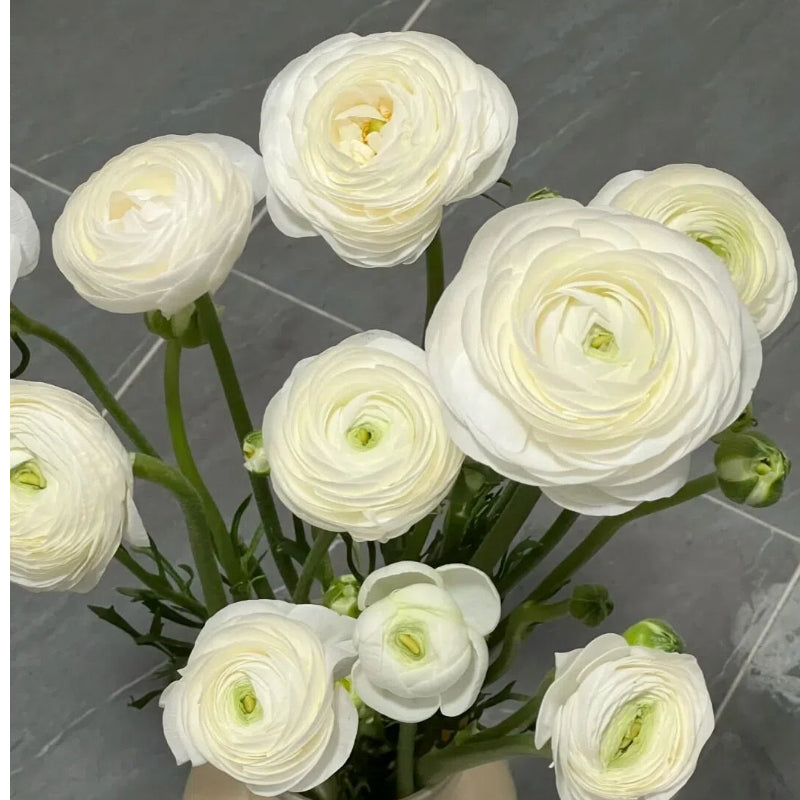 Čebulice maslenice – nežne, elegantne, nepozabne 🌸-SI