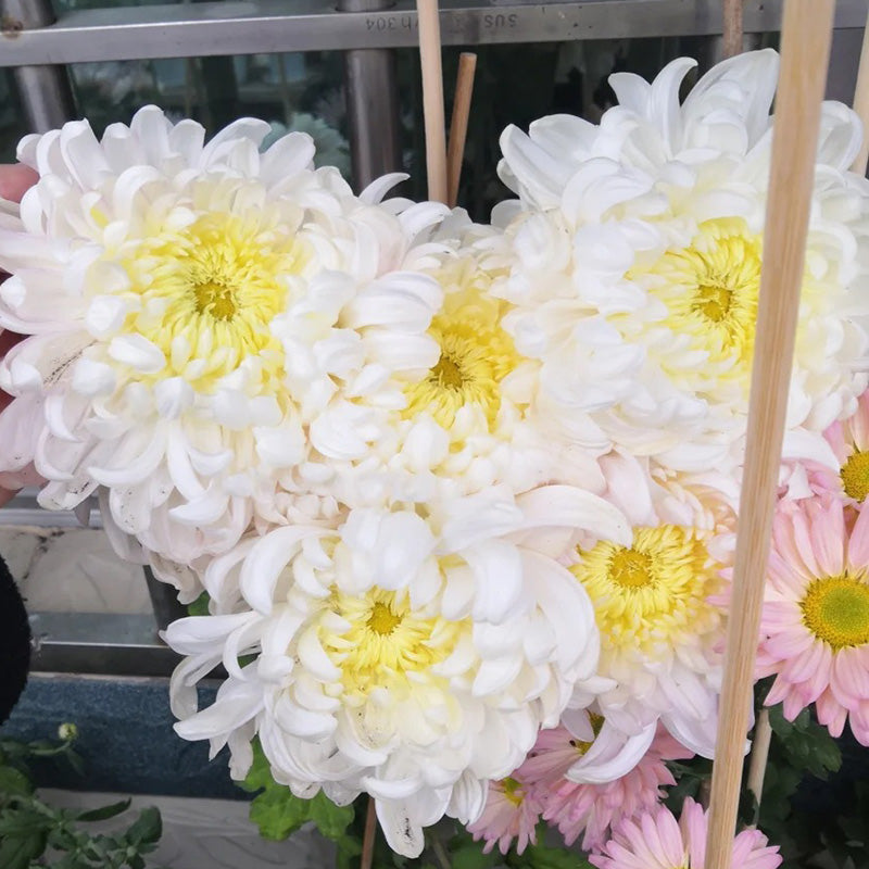 🌺Elegances zieds🌼Milzu krizantēmu sēklas-LV
