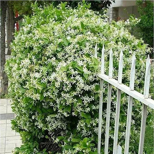 ZADNJI DAN PROMOCIJE - 49% POPUST 🌸Čudovita lončnica z jasminom (lahko se posadi pozimi)🌸-SI