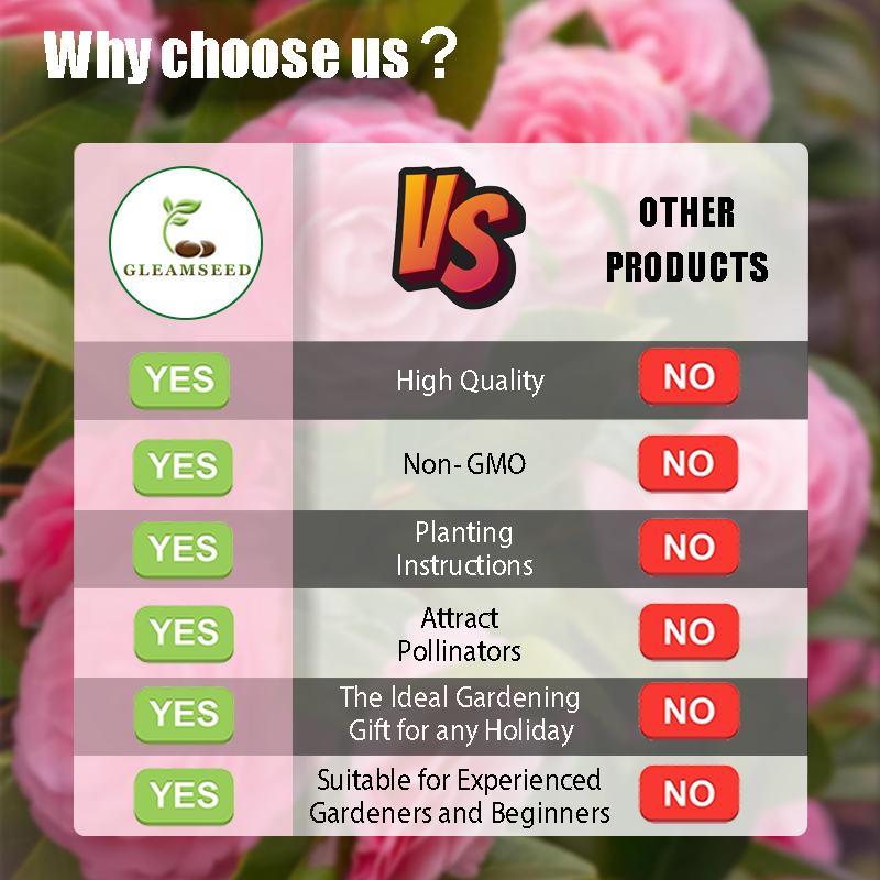 ✨Kamelijų sėklos – 8 romantiškos spalvos, žiemos žydėjimo grožis-LT