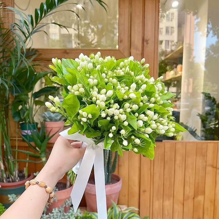 ZADNJI DAN PROMOCIJE - 49% POPUST 🌸Čudovita lončnica z jasminom (lahko se posadi pozimi)🌸-SI
