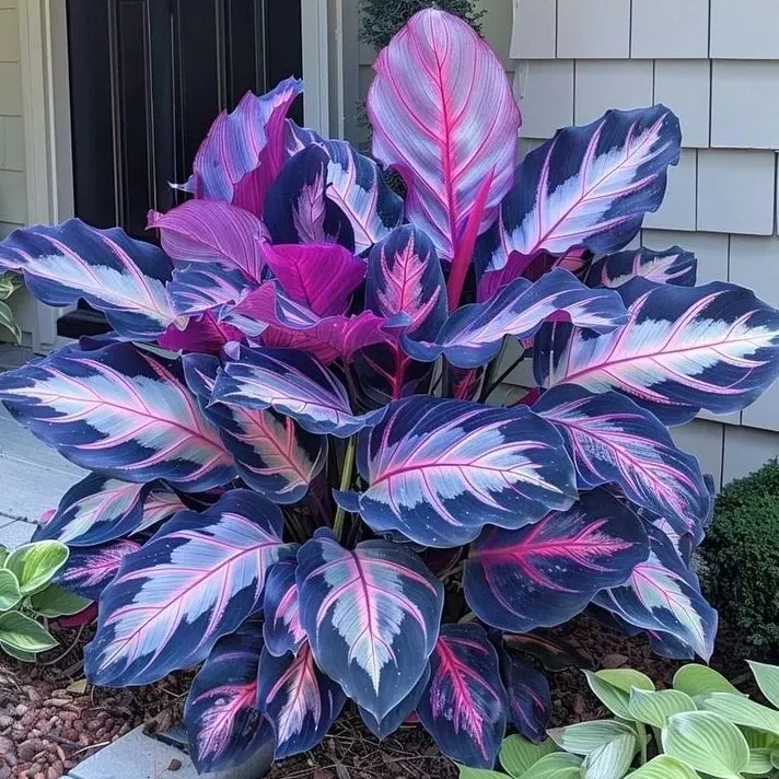 🌿 Barvita semena hoste – kralj sence na vrtu! 🌿-SI