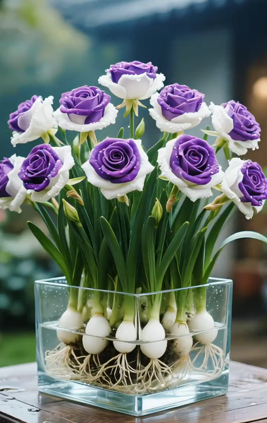 🌈Hidroponske, redke, dvobarvne čebulice vrtnic: barvit čudež narave 🌹-SI