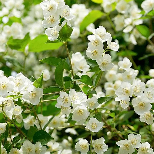 ΤΕΛΕΥΤΑΙΑ ΜΕΡΑ ΠΡΟΣΦΟΡΑΣ - 49% ΕΚΠΤΩΣΗ 🌸Όμορφο φυτό γιασεμιού σε γλάστρα (μπορεί να φυτευτεί και τον χειμώνα)🌸-GR
