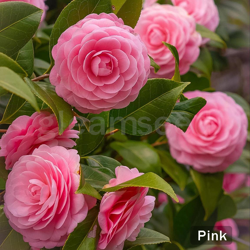 ✨Σπόροι λουλουδιών καμέλιας – 8 ρομαντικά χρώματα, η ομορφιά της χειμερινής ανθοφορίας-GR