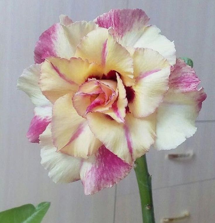 🔥Vzgojite puščavsko kraljico – zdaj po znižani ceni!🎁 😍Rada cveti, dolgo cveti 🌵 Puščavska vrtnica-SI