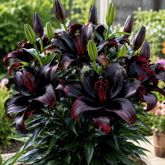 Črna magična lilija 🌺Čebuljice parfumskih lilij – sveže in sladke-SI