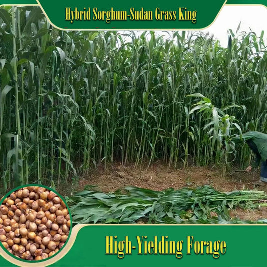 🌿Hibridna sorta sirka in sudanske trave ✅Visokorodno krmno seme-SI