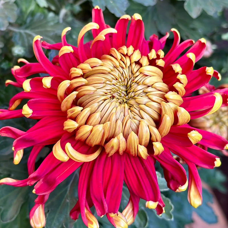 🌺Cvijet elegancije🌼Sjemenke divovskog krizanteme-HR
