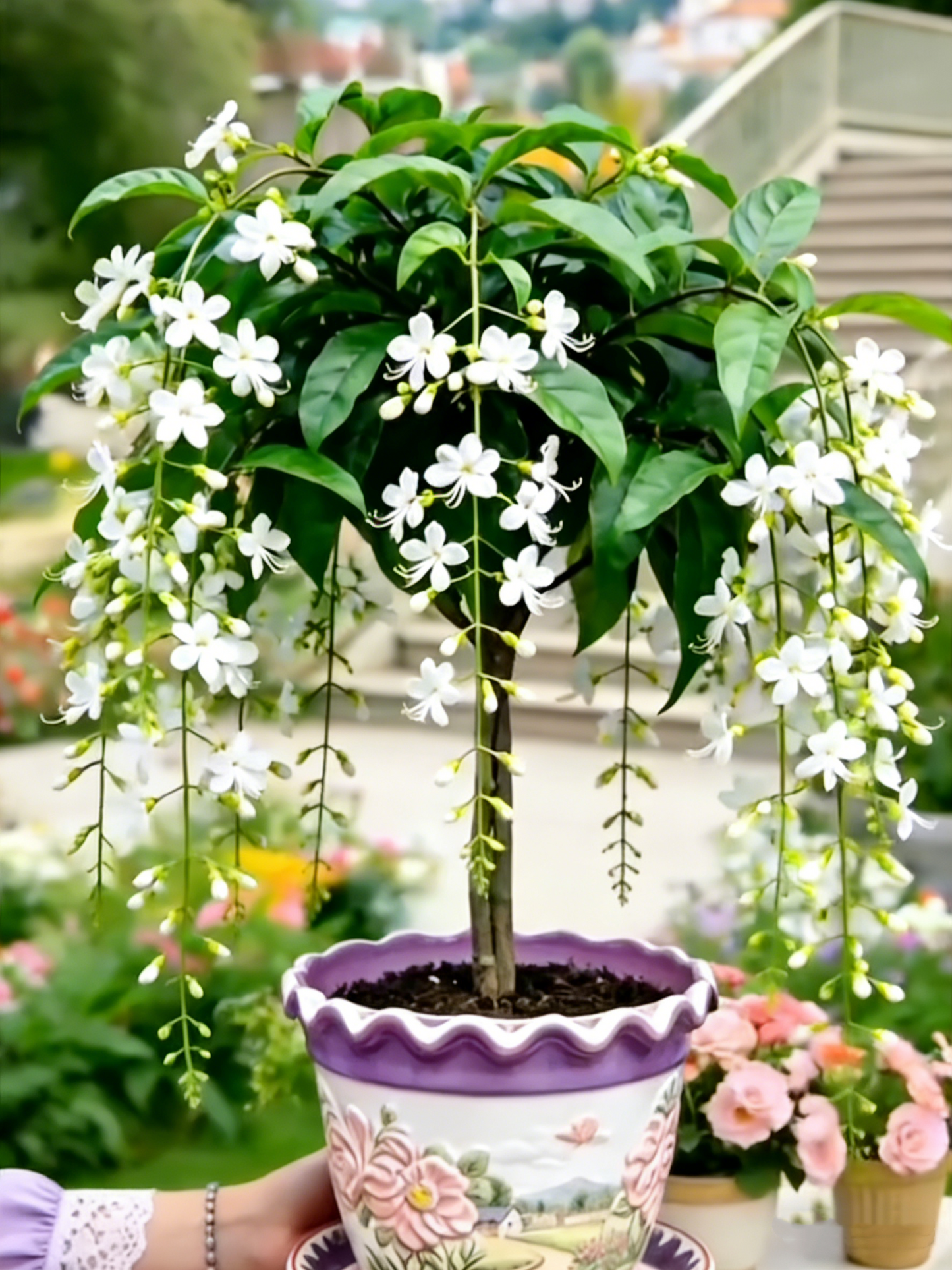 🌸【7 dni kalitve】Zadnji dan do 50 % POPUSTA💐Redke čebulice jokajočih jasminovih cvetov-SI