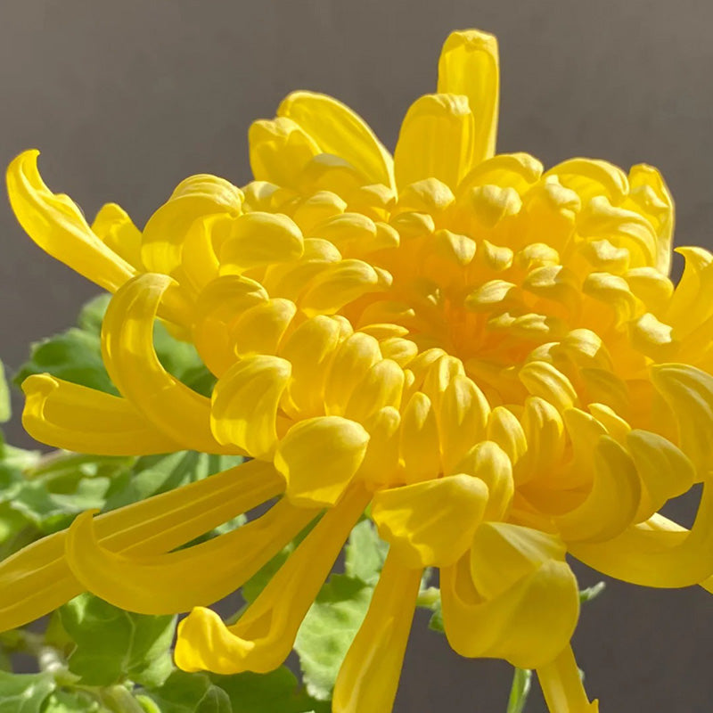 🌺Elegantsi lill🌼Hiiglasliku krüsanteemi seemned-EE