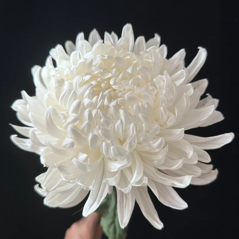 🌺Elegantsi lill🌼Hiiglasliku krüsanteemi seemned-EE