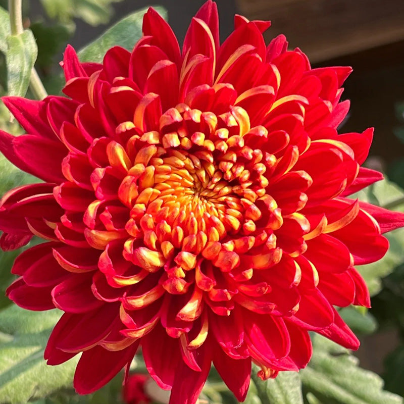 🌺Elegantsi lill🌼Hiiglasliku krüsanteemi seemned-EE
