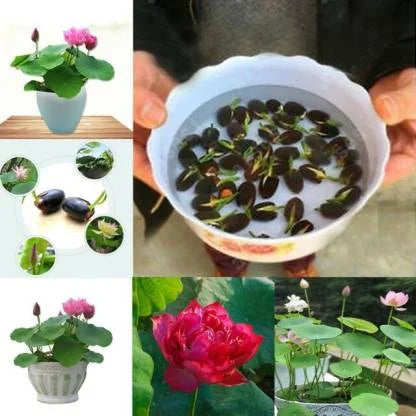 Augstākās kālitas lotus įludu semēnas-LV